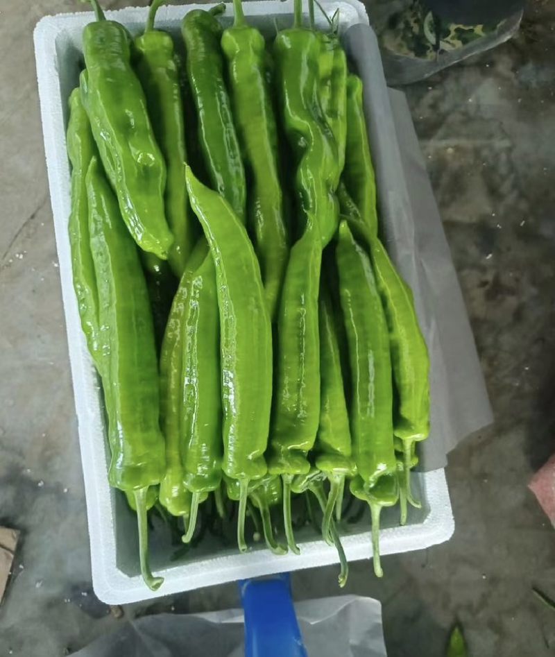 辣椒基地大量采摘一手价格**便宜