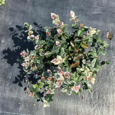 花叶络石