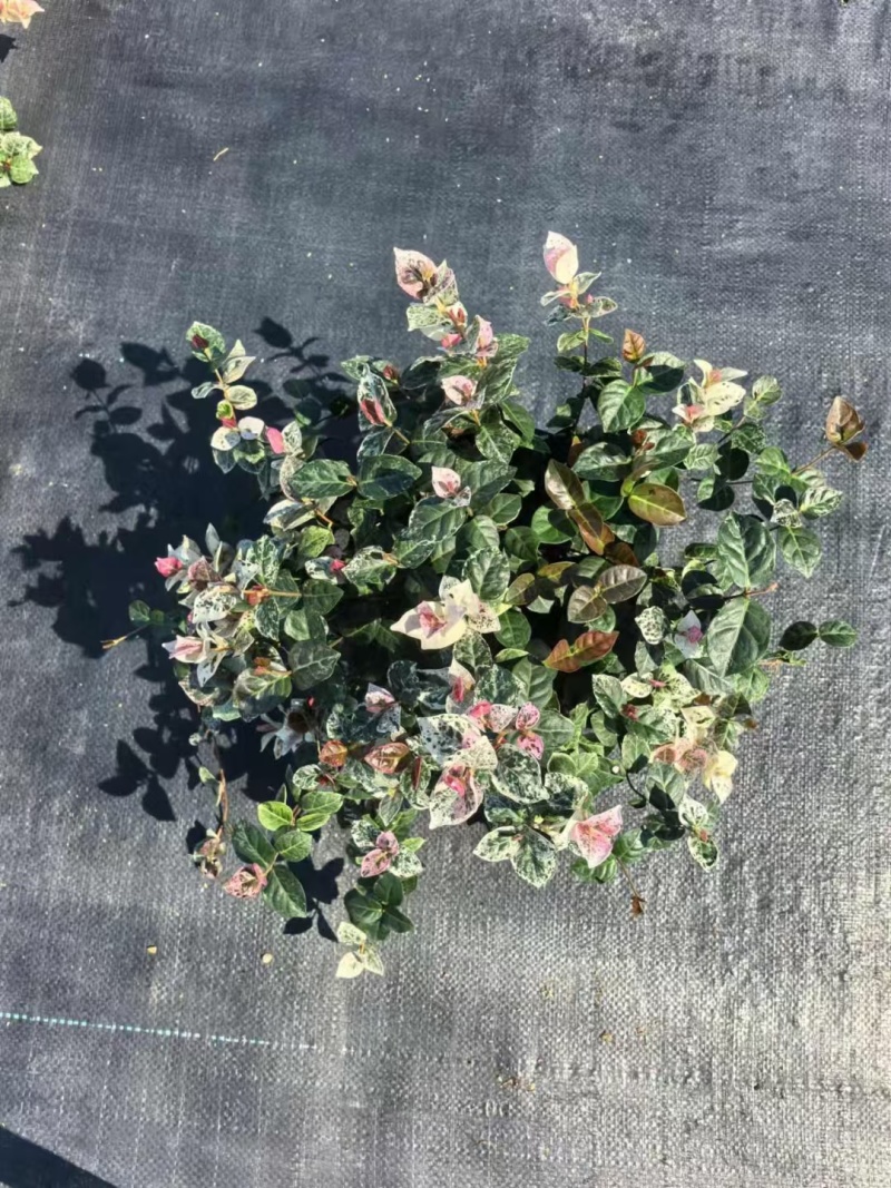 花叶络石
