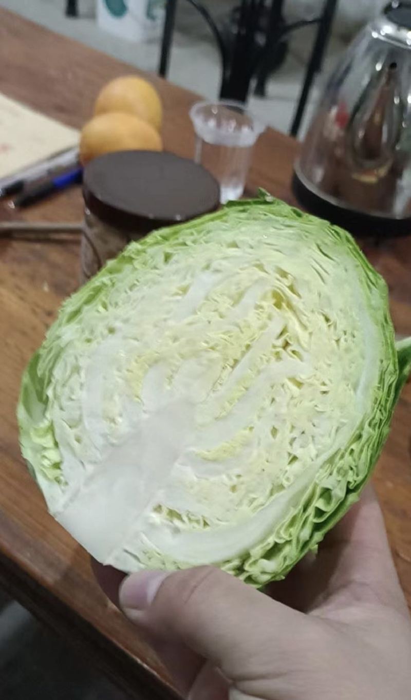 圆包菜基地大量采摘一手价格