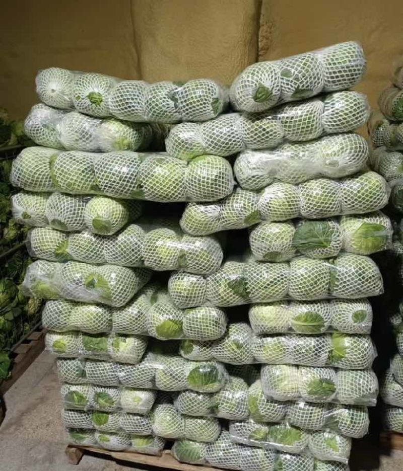 圆包菜基地大量采摘一手价格
