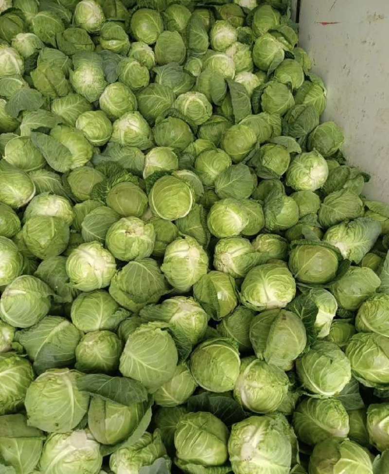 圆包菜基地大量采摘一手价格