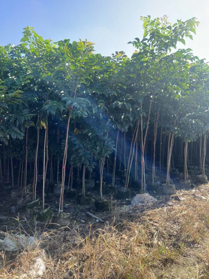麻楝原生苗1-3分，大量低价出售