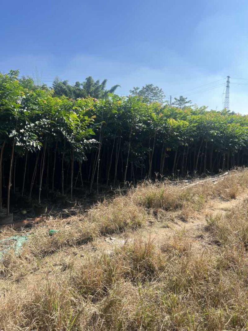 麻楝原生苗1-3分，大量低价出售