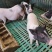 出售精品巴马香猪活体养殖巴马香猪价格