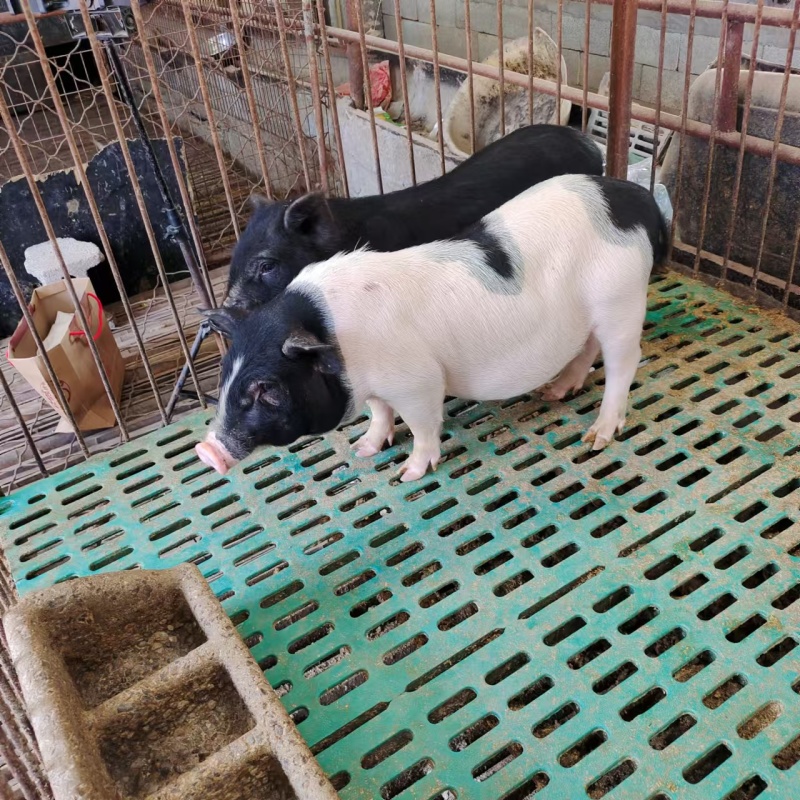 出售精品巴马香猪活体养殖巴马香猪价格