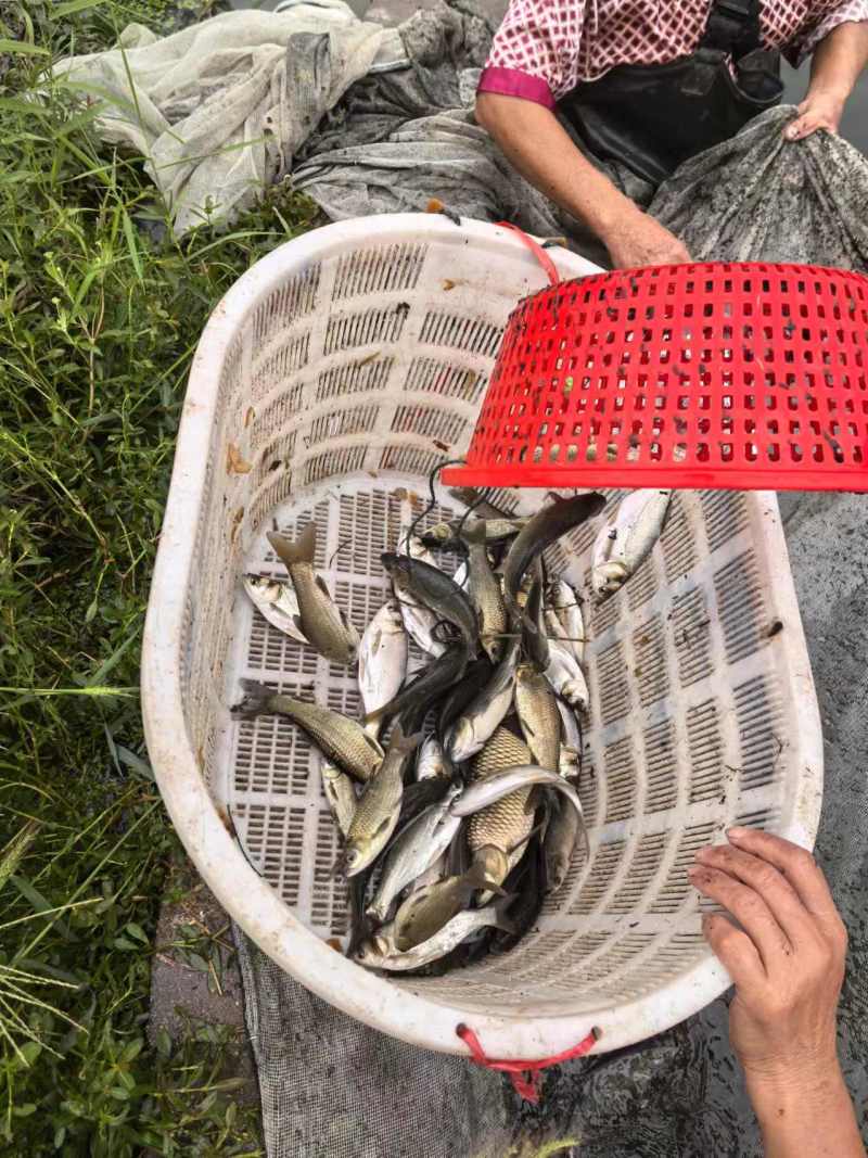 鱼苗