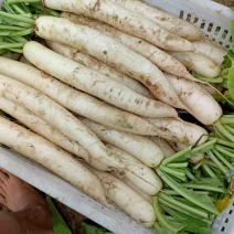 白萝卜便宜卖
