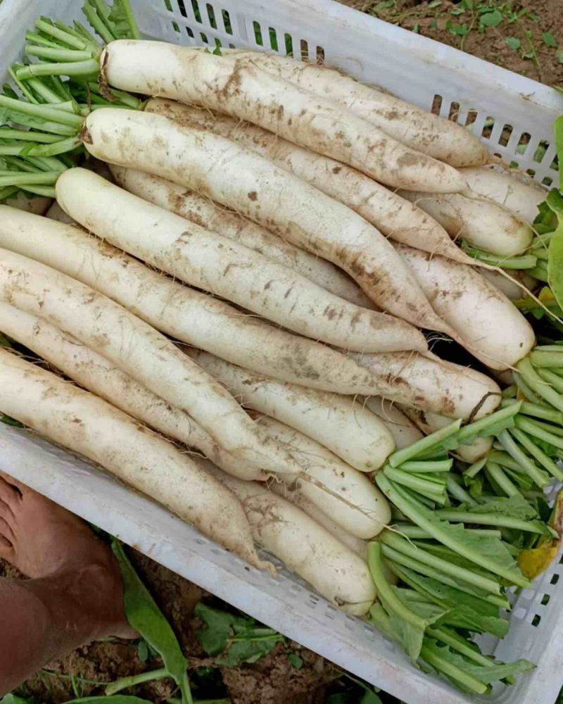 白萝卜便宜卖
