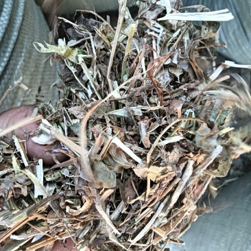 花生秧