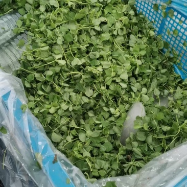金花菜产地直销