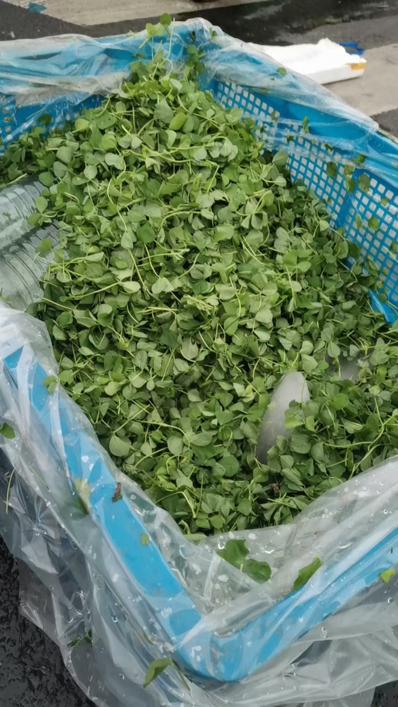 金花菜产地直销
