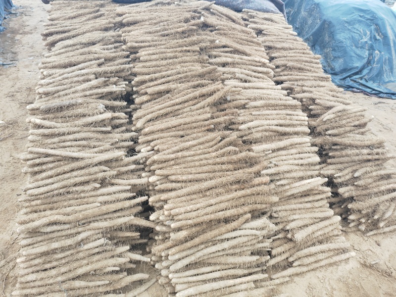 山药