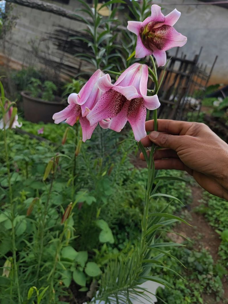 百合