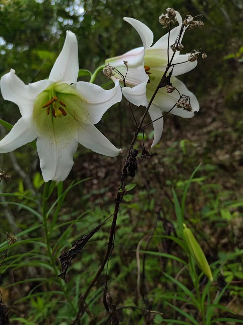 百合