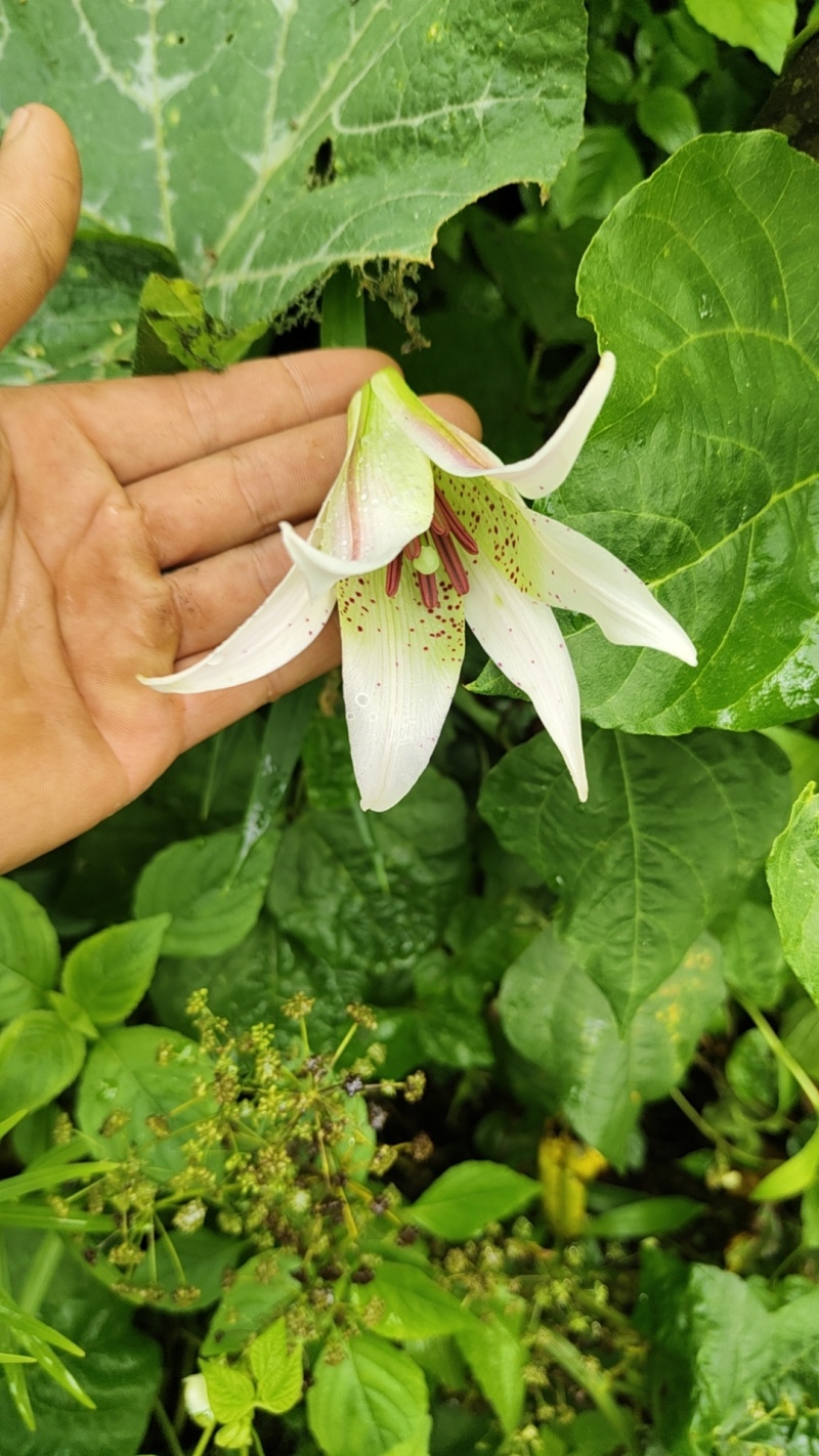 百合