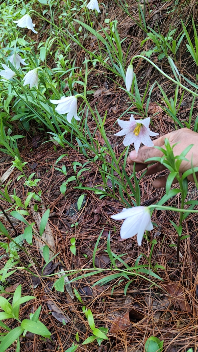 百合