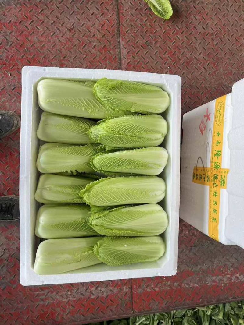 云南高山龙牙
