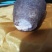 名贵药材狗宝，品相好0几年家狗取出，当时药厂化验给10w