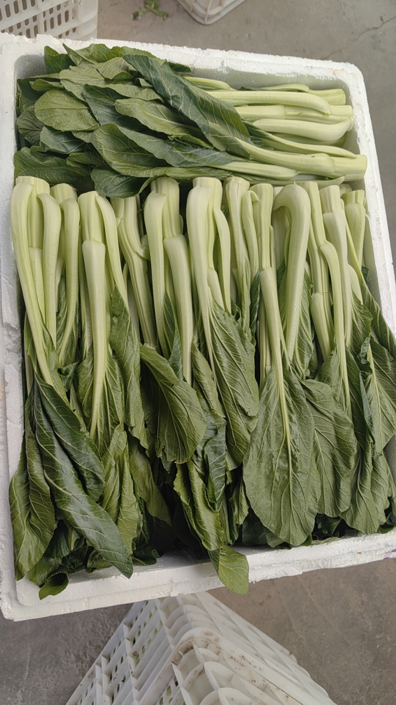 基地直发