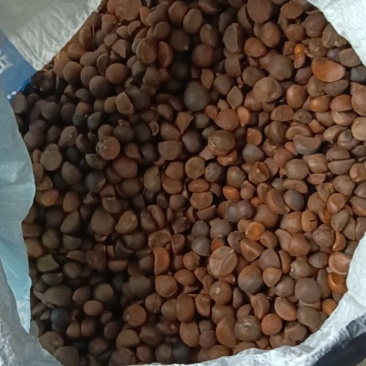黄山正宗山茶籽正宗土茶籽