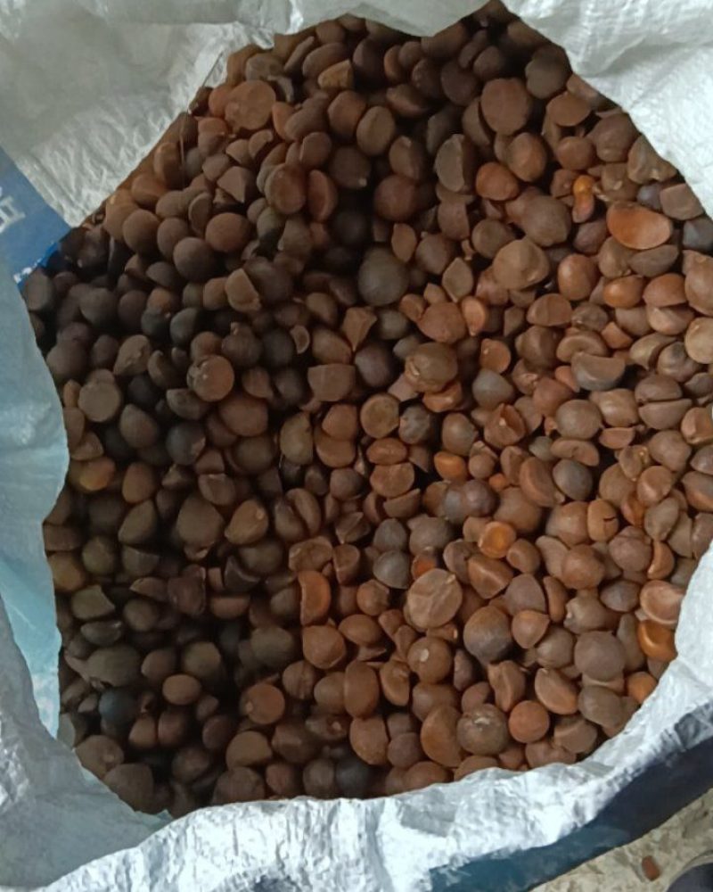 黄山正宗山茶籽正宗土茶籽