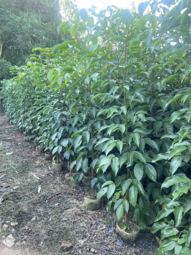 秋枫原生苗1-3分，大量低价出售