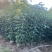 秋枫原生苗1-3分，大量低价出售