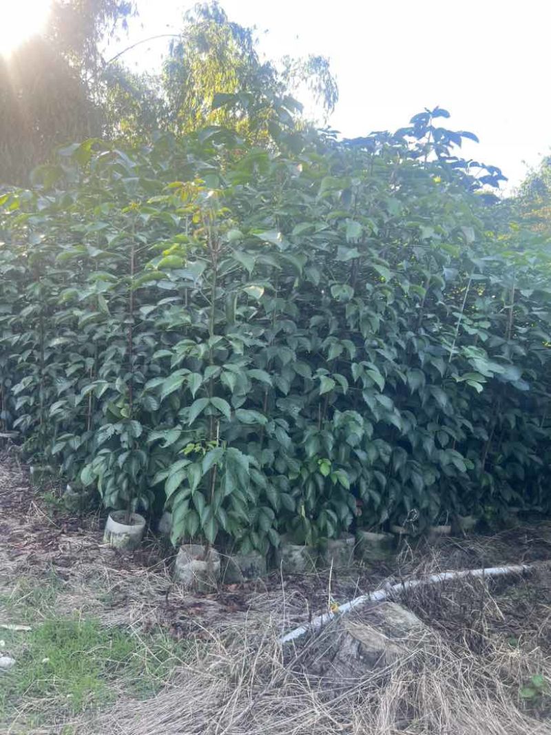 秋枫原生苗1-3分，大量低价出售