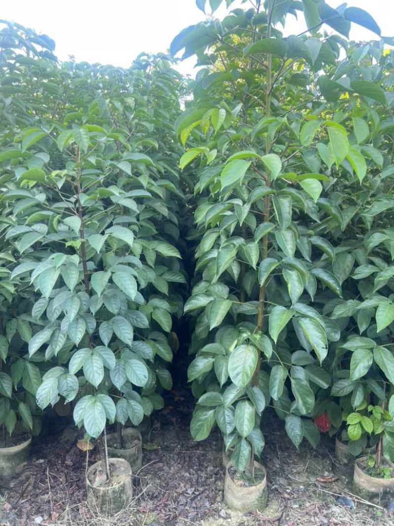 秋枫原生苗1-3分，大量低价出售