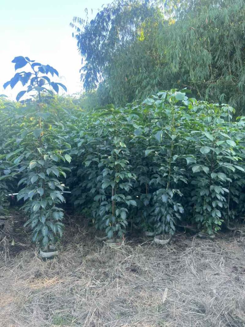 秋枫原生苗1-3分，大量低价出售