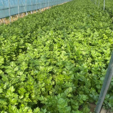 法国皇后芹菜65公分—75公分