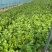 法国皇后芹菜65公分—75公分
