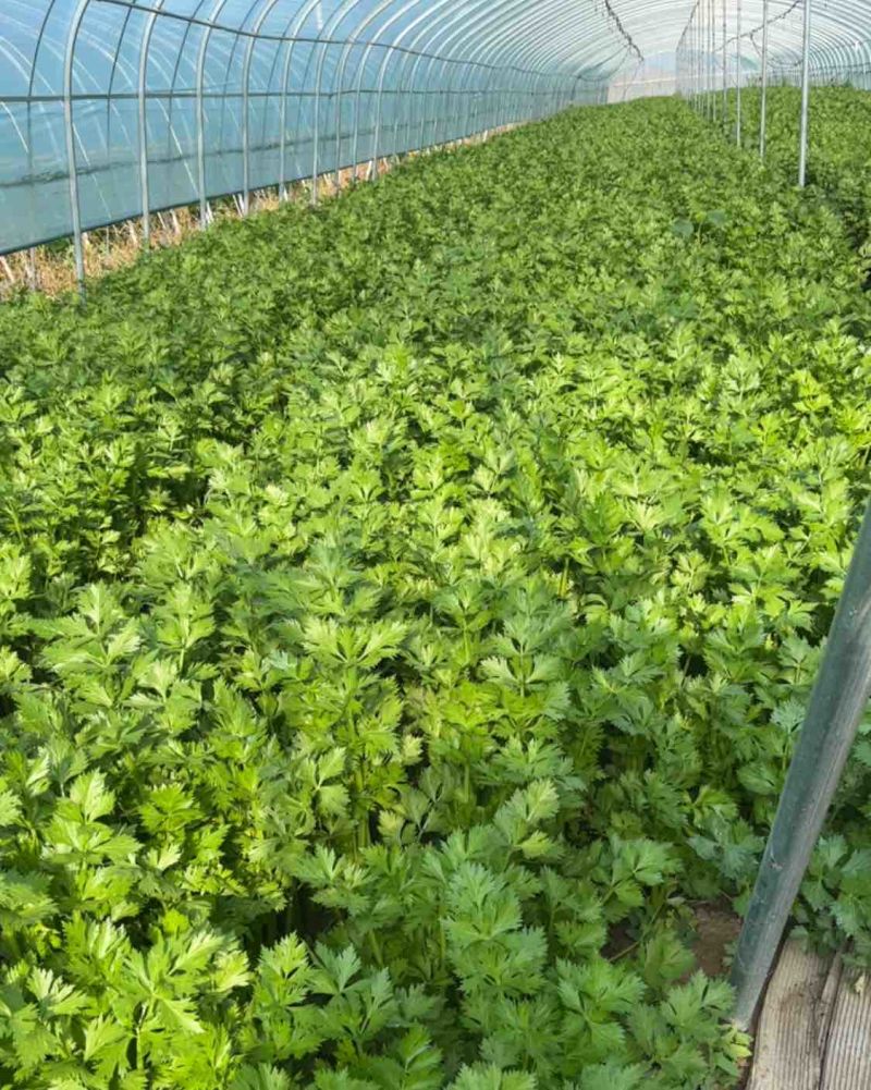 法国皇后芹菜65公分—75公分
