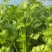 法国皇后芹菜65公分—75公分