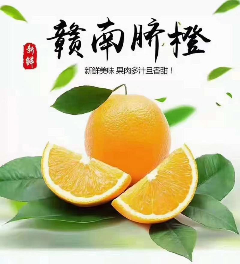 正宗赣南脐橙