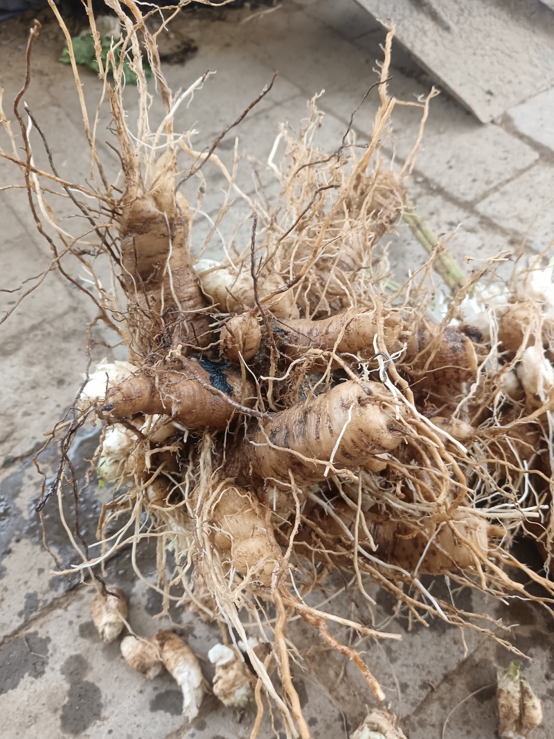 玄参鲜货，玄参种芽