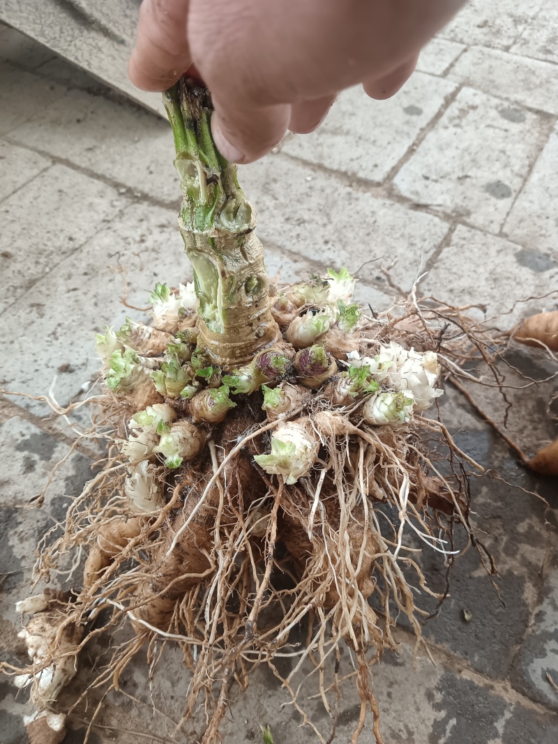 玄参鲜货，玄参种芽