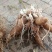 玄参鲜货，玄参种芽