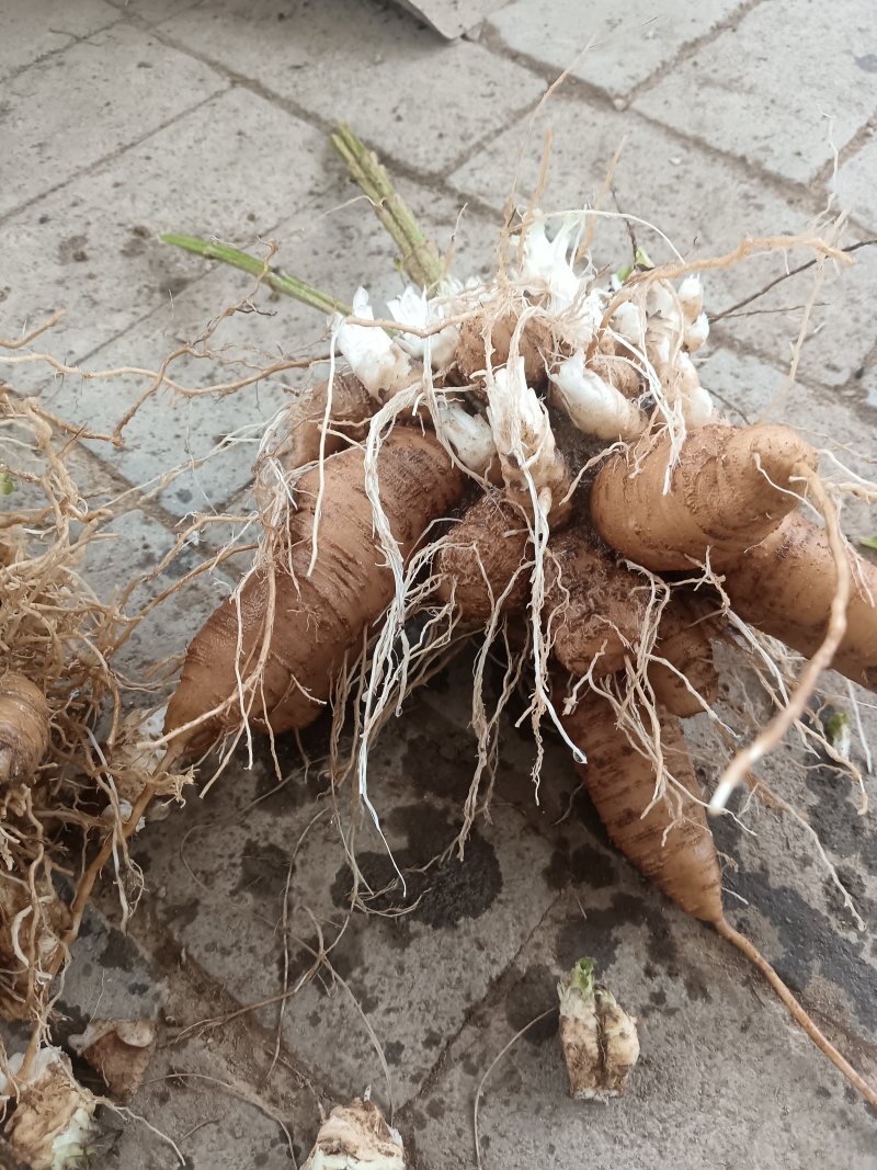 玄参鲜货，玄参种芽