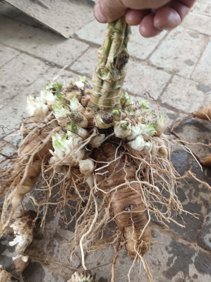 玄参鲜货，玄参种芽