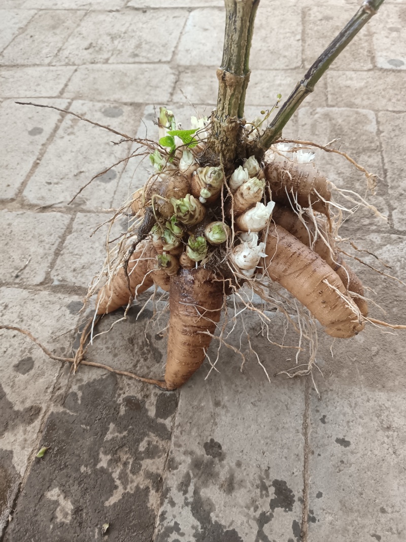 玄参鲜货，玄参种芽