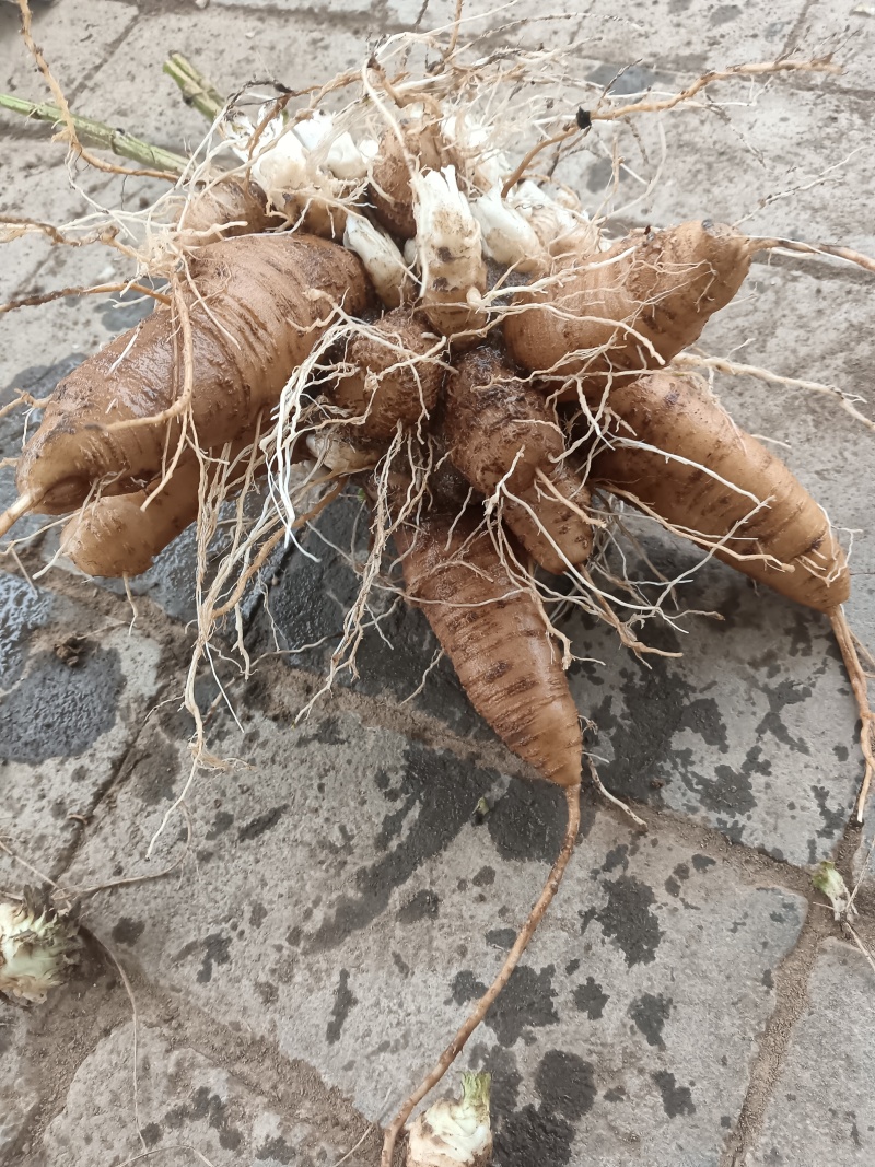 玄参鲜货，玄参种芽