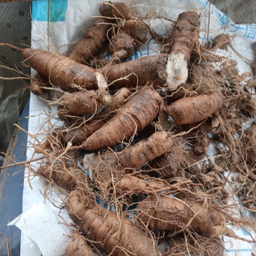 玄参鲜货，玄参种芽