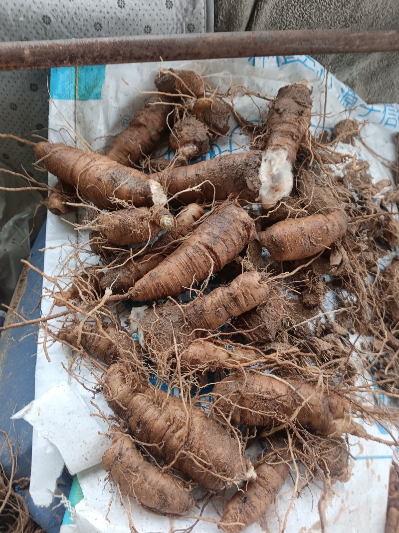 玄参鲜货，玄参种芽
