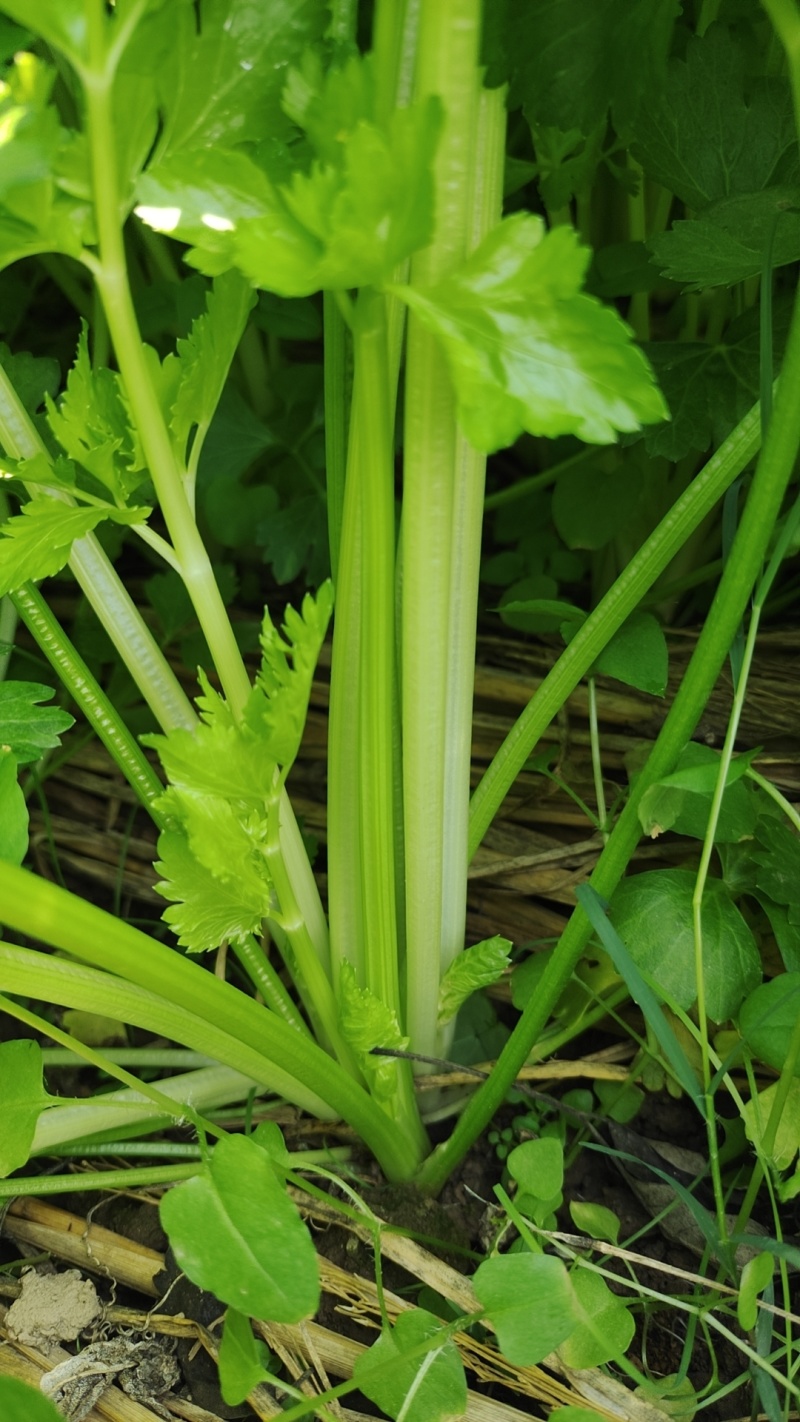 小香芹