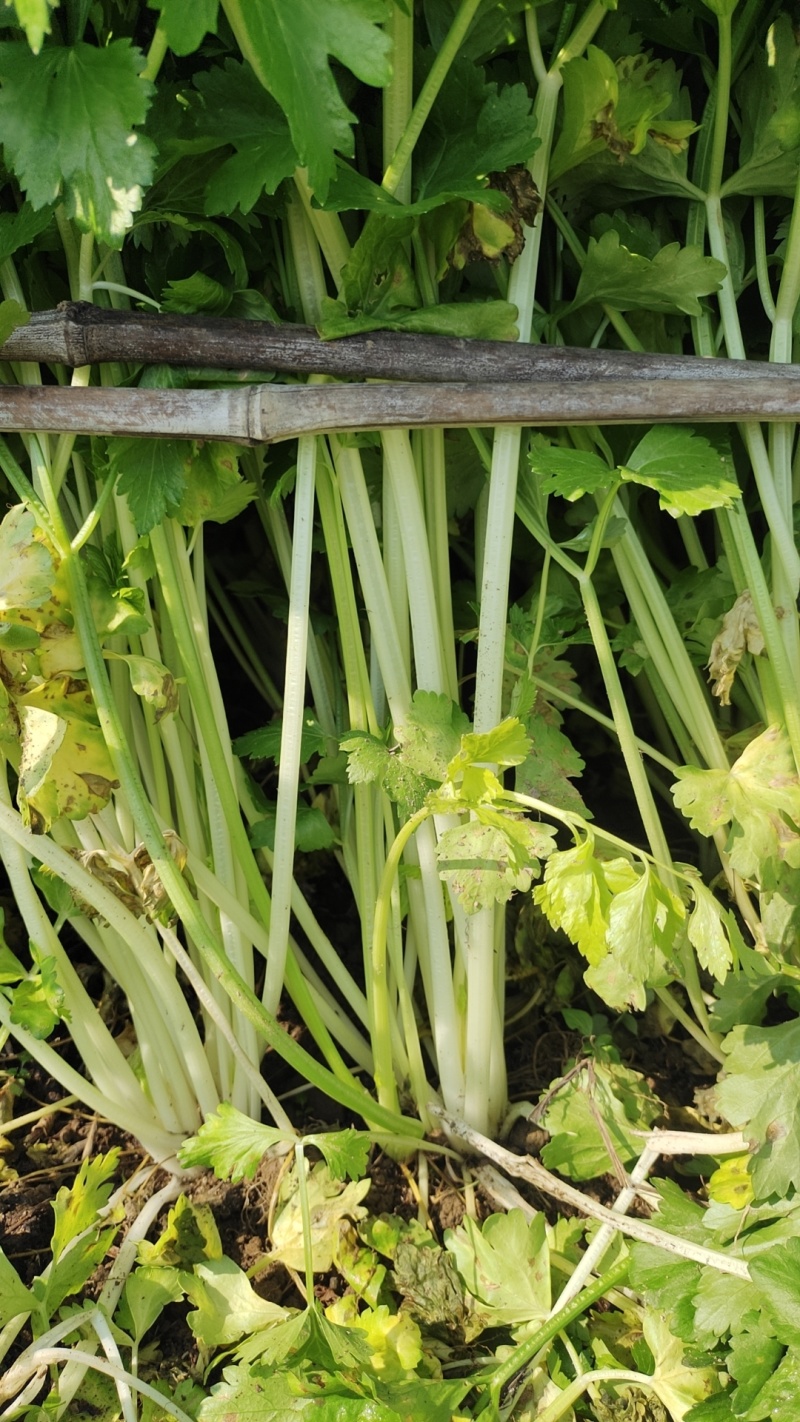 小香芹