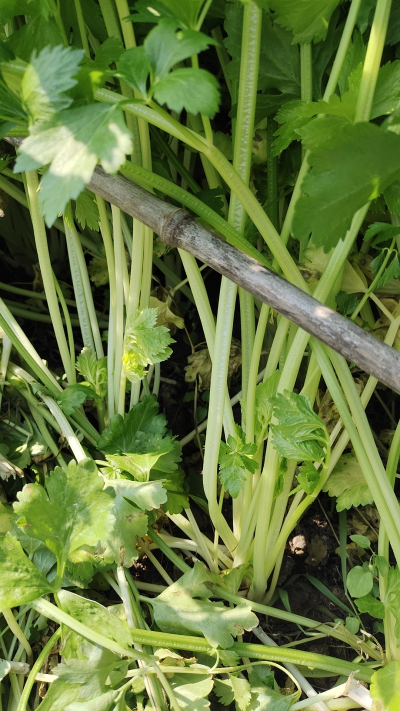小香芹