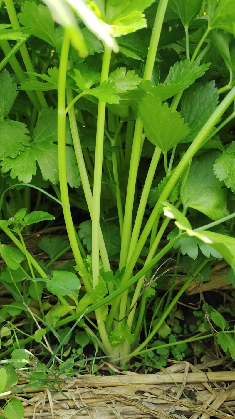 小香芹