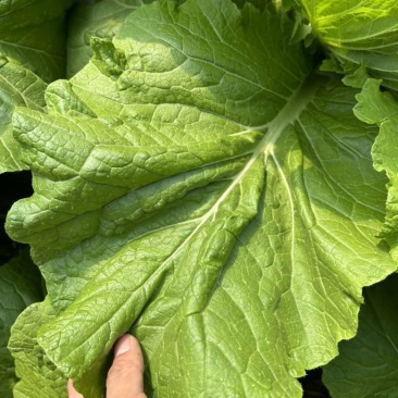 饭包叶白菜叶东北大白菜叶擗帮菜